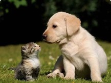 Cat and Dog Renewal